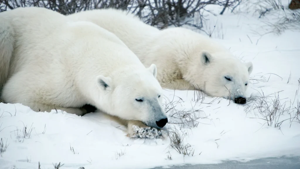 دراو استانی منیتوبا در ۶ نوامبر ۲۰۲۵